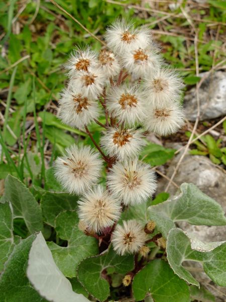 Datei:Alpen Pestwurz Fruchtstand.jpg