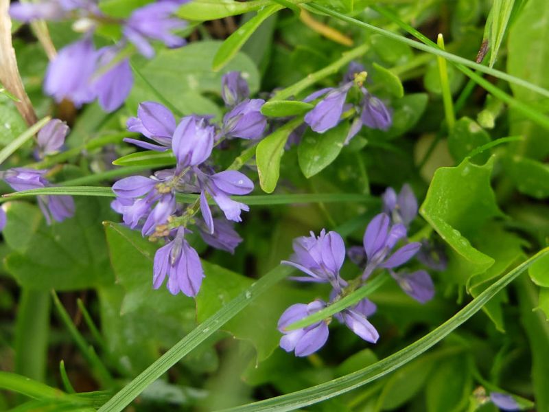 Datei:Alpen Kreuzblume.jpg