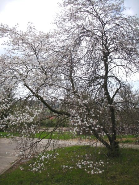 Datei:Felsenbirne, bluehender Strauch.jpg