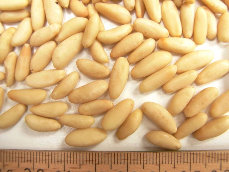 Datei:Pinienkerne, geschaelt.JPG