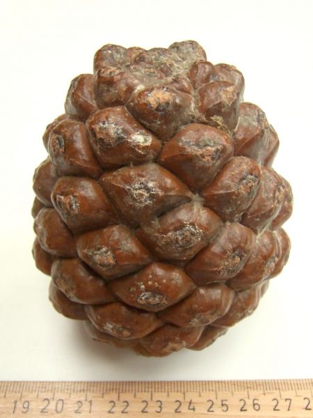 Datei:Pinie, Zapfen.JPG