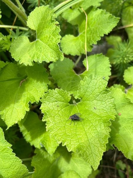 Datei:Lauchkrautblaettrige Glockenblume Blatt.jpg