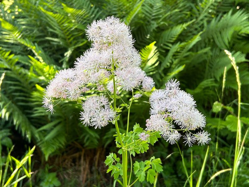 Datei:Akeleiblaettrige Wiesenraute Bluetenstand.jpg
