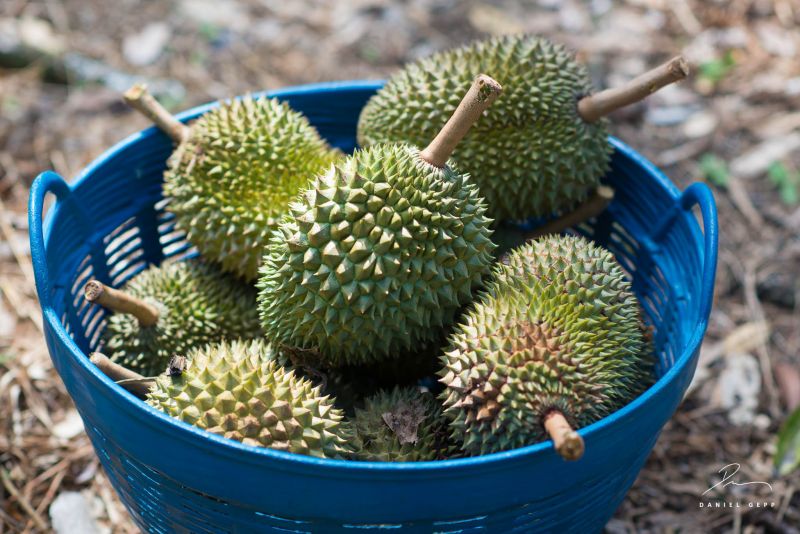 Datei:Durian, ganze Fruechte.jpg