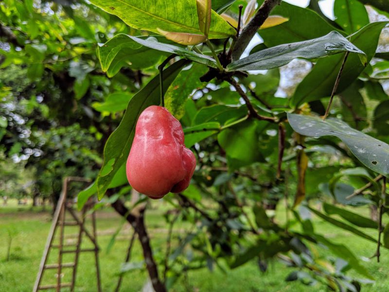 Datei:Rosenapfel, Frucht am Baum.jpg