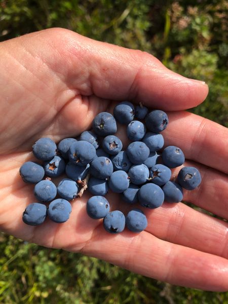Datei:Blaubeeren.jpg