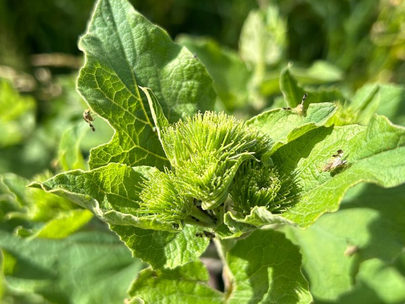 Datei:Grosse Klette Bluetenknospen.jpg