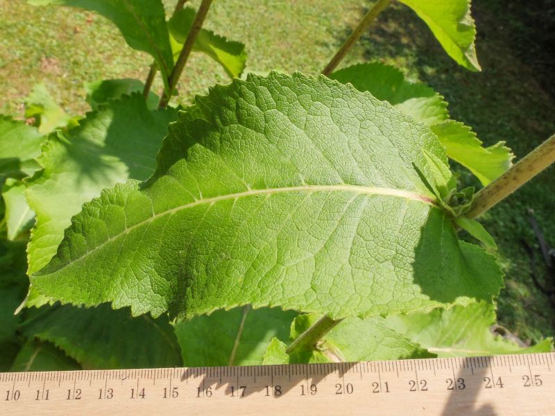 Datei:Echter Alant, Blatt.jpg
