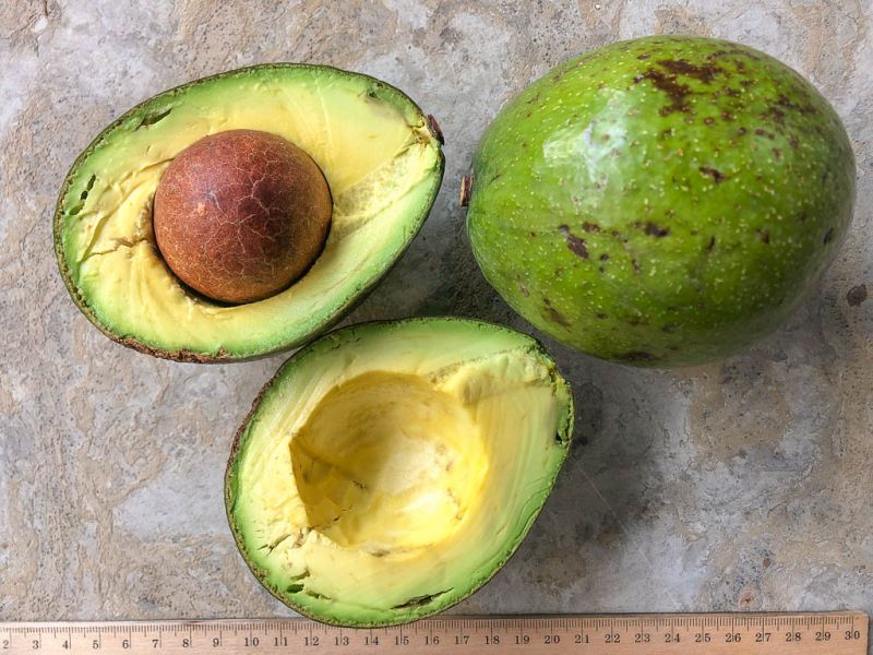 Datei:Avocado Nava.jpg