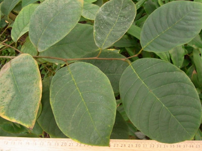 Datei:Cherimoya, Blatt.JPG