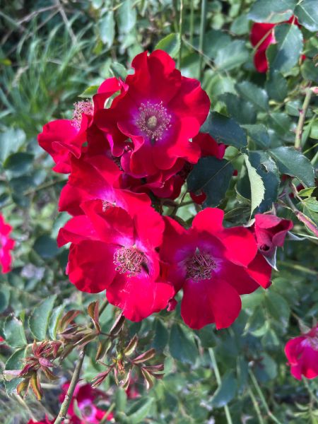 Datei:Gebirgsrose Bluete.jpg