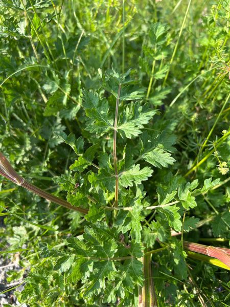 Datei:Berg Heilwurz Blatt.jpg