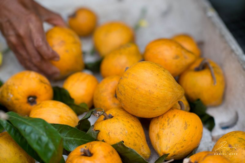 Datei:Sapote Amarillo, ganze Fruechte.jpg