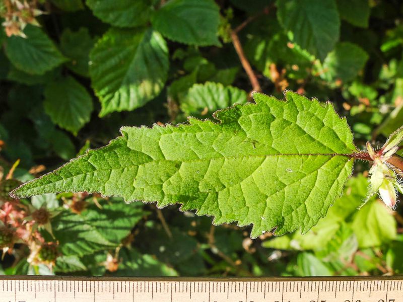 Datei:Nesselblaettrige Glockenblume, Blatt.jpg