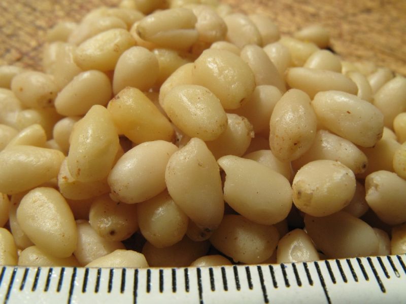 Datei:Zedernkerne, Nahaufnahme.jpg
