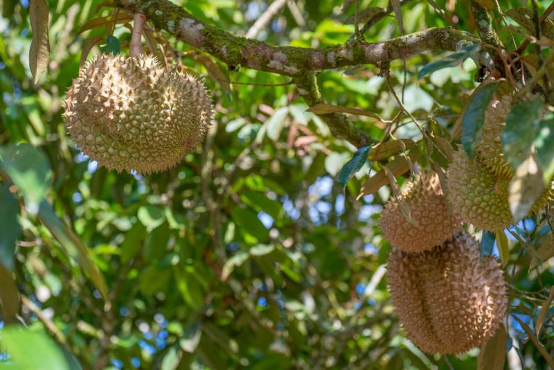 Datei:Durian , Fruechte am Baum.jpg