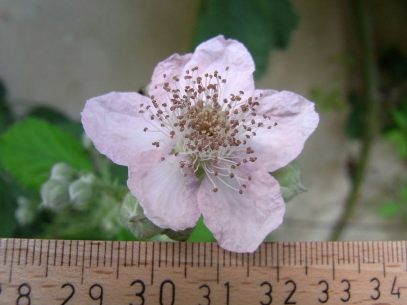 Datei:Brombeere, Bluete.JPG