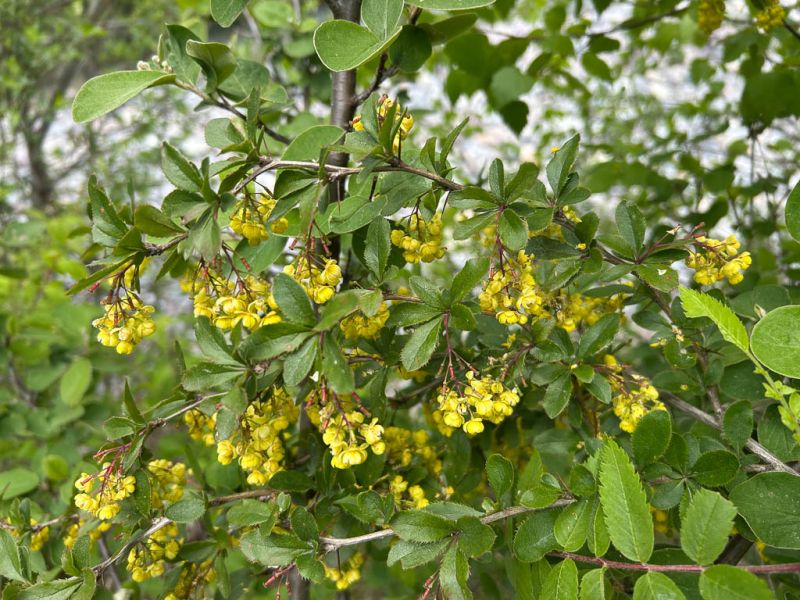 Datei:Berberitze bluehend.jpg