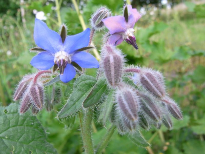 Datei:Borretsch, Bluete.JPG