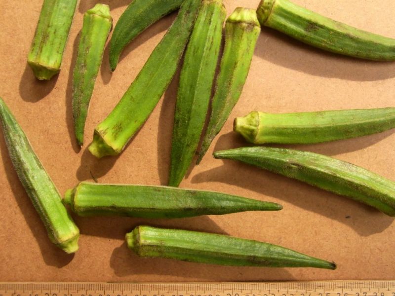 Datei:Okra.JPG