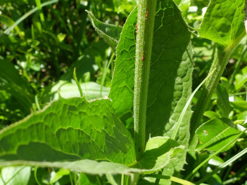 Datei:Berg-Pippau, Staengel und Blatt.jpg