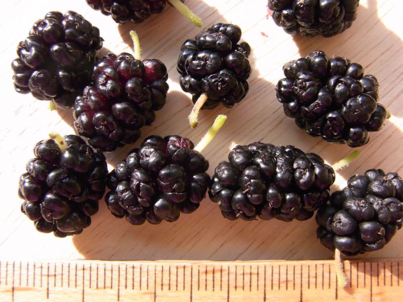 Datei:Schwarze Maulbeeren.jpg
