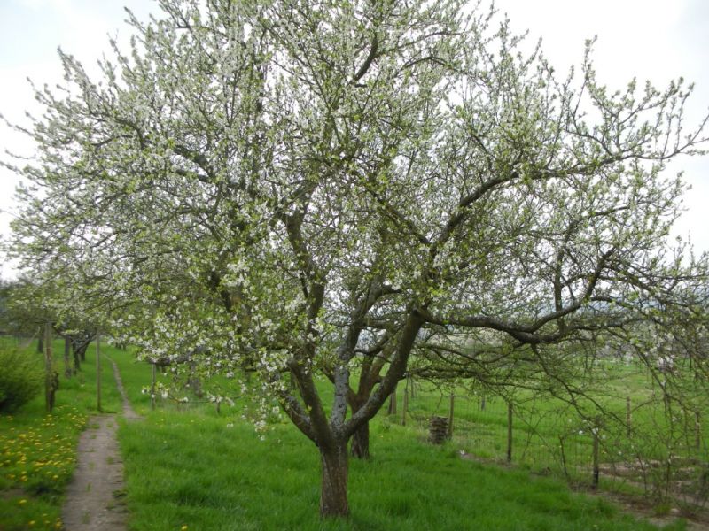 Datei:Mirabelle, bluehender Baum.jpg