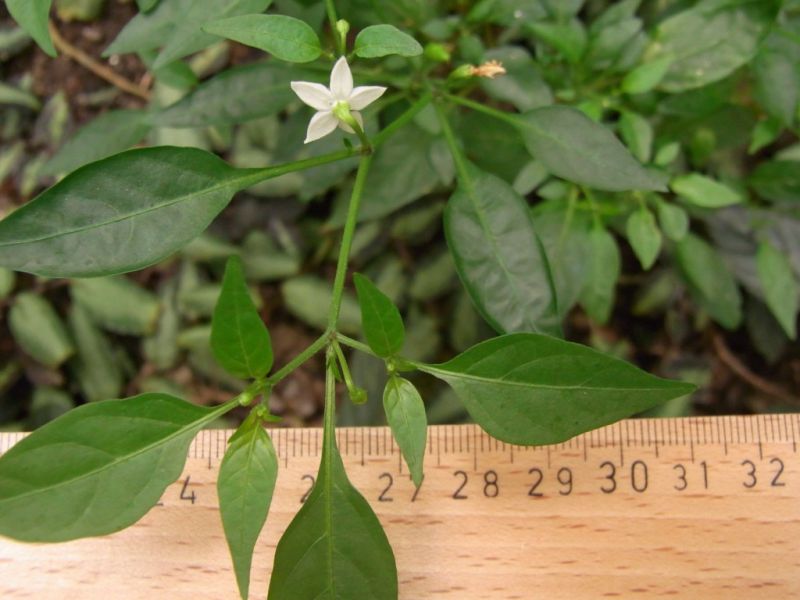 Datei:Chili, Blatt und Bluete.JPG