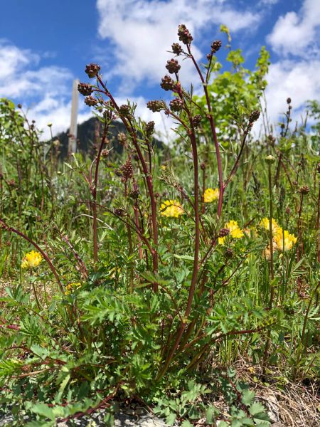Datei:Kleiner Wiesenknopf Habitus.jpg