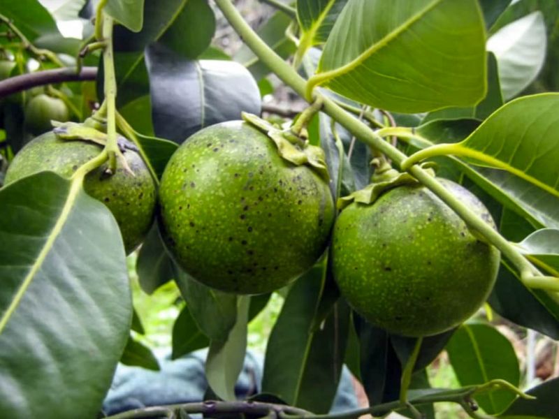 Datei:Sapote Negro, Fruechte am Baum.jpg