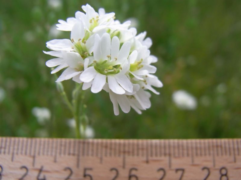 Datei:Graukresse, Bluete.jpg