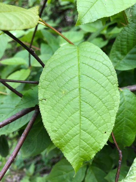 Datei:Gewoehnliche Traubenkirsche Blatt.jpg