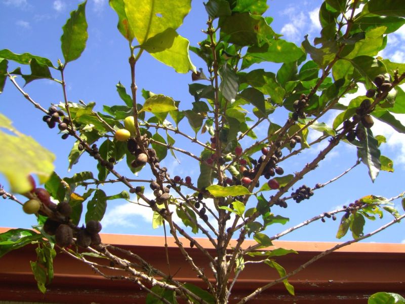 Datei:Kaffeestrauch, Blaetter und Fruechte.jpg