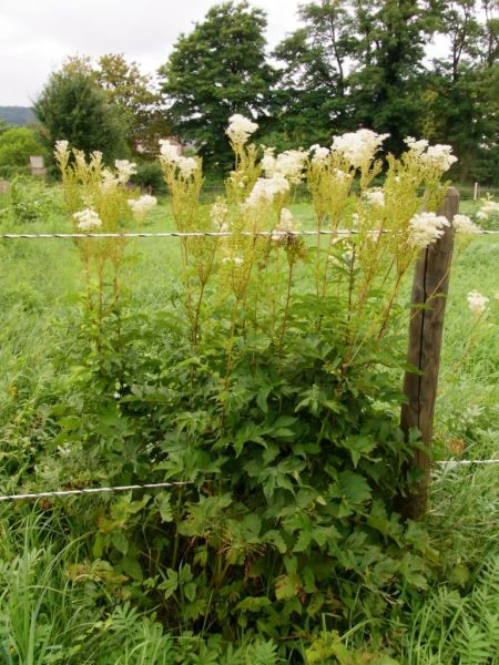 Datei:Maedesuess, echtes.JPG