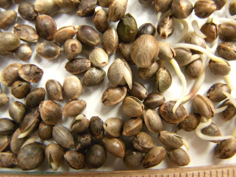 Datei:Hanfsamen, Keimlinge.JPG