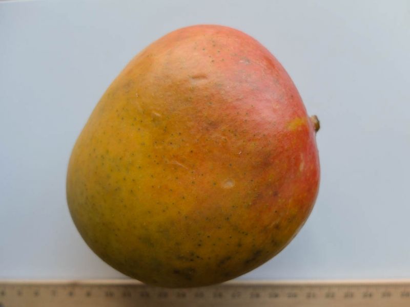 Datei:Mango Alicia.jpg