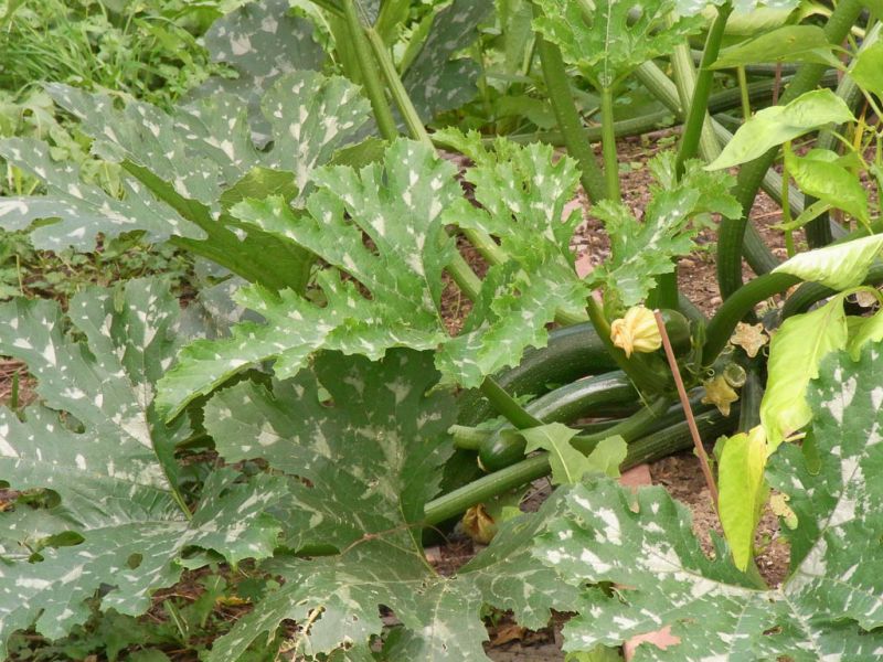 Datei:Zucchini, ganze Pflanze.jpg