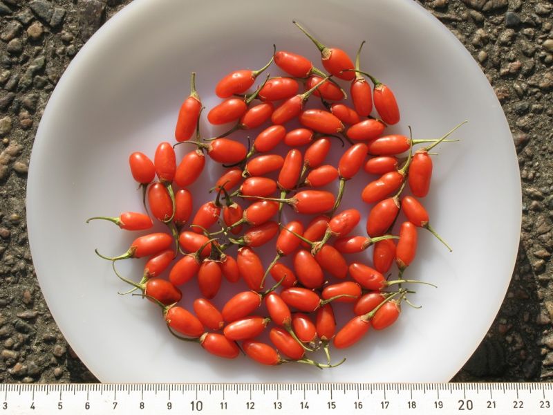 Datei:Goji-Beeren frisch.jpg