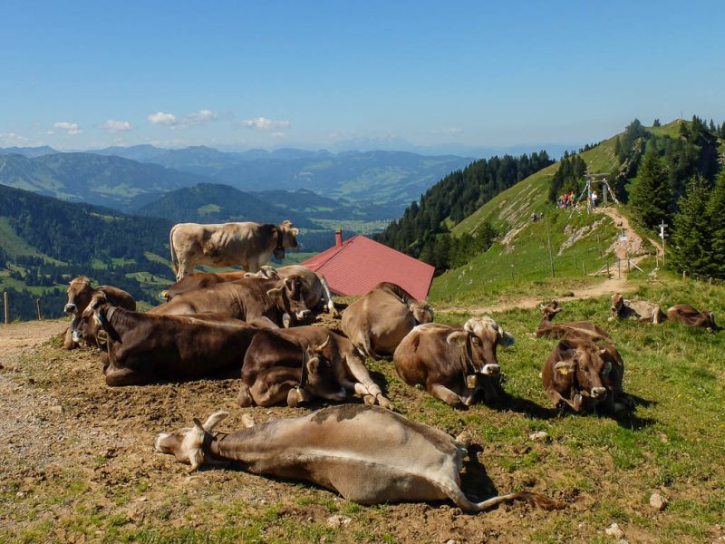 Datei:Rinder auf der Weide.jpg