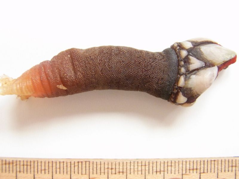 Datei:Entenmuschel, Nahaufnahme.JPG