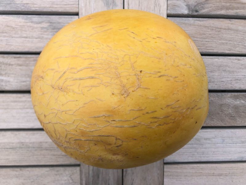 Datei:Honigelone Cantaloupe.jpg