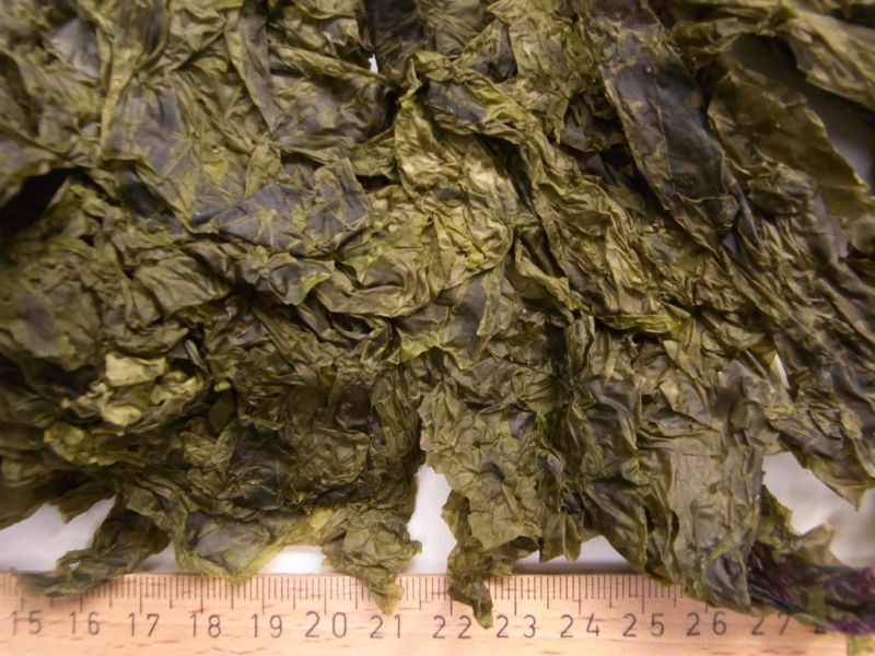 Datei:Meersalat, getrocknet.JPG