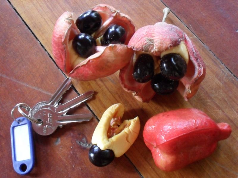 Datei:Aki, Fruchtfleisch und Kerne.jpg