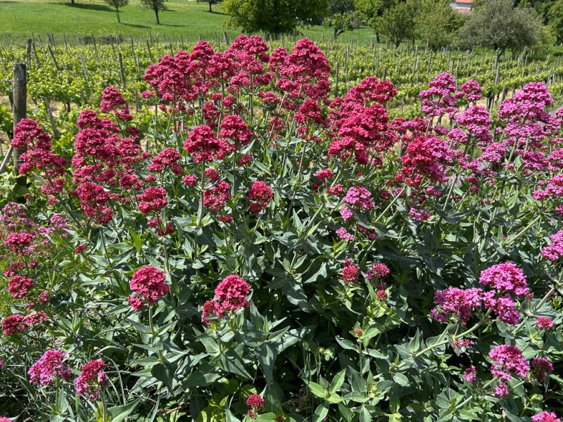 Datei:Rote Spornblume.jpg