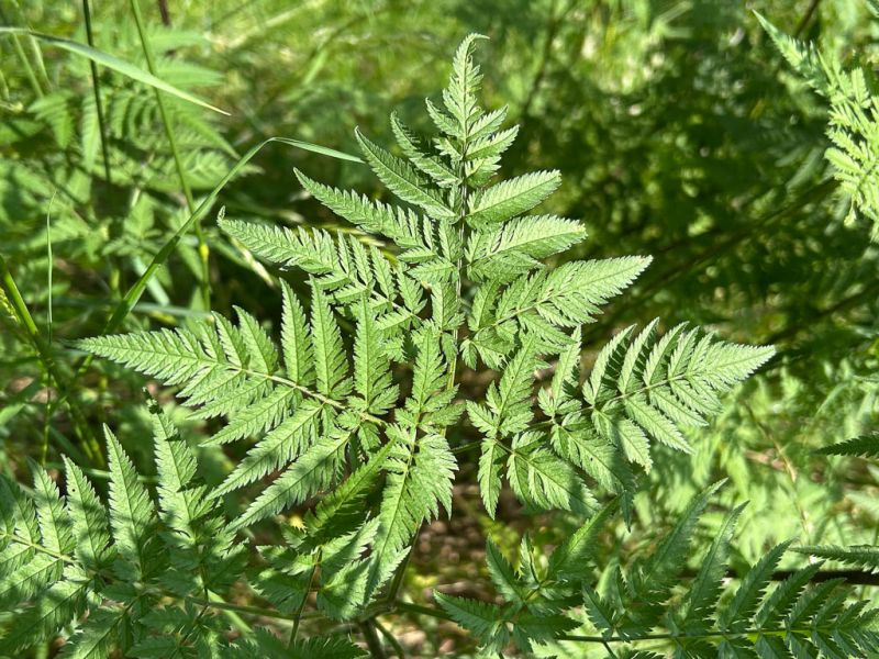 Datei:Gold Kaelberkropf Blatt.jpg
