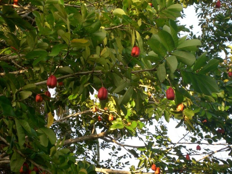 Datei:Aki, Fruechte.jpg