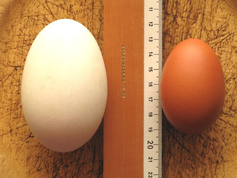 Datei:Gaenseei und Huehnerei.JPG