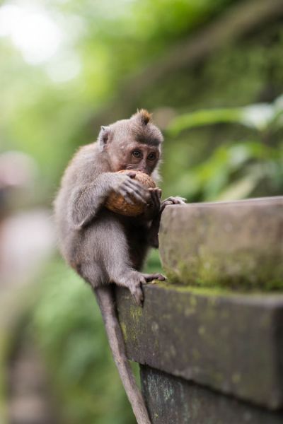 Datei:Reisebericht Bali 8.jpg