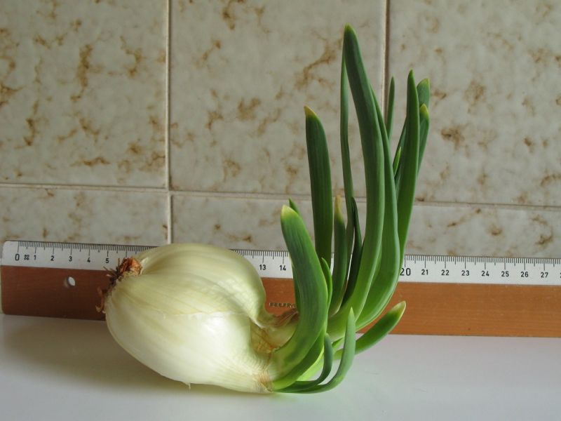 Datei:Zwiebel, austreibend.jpg