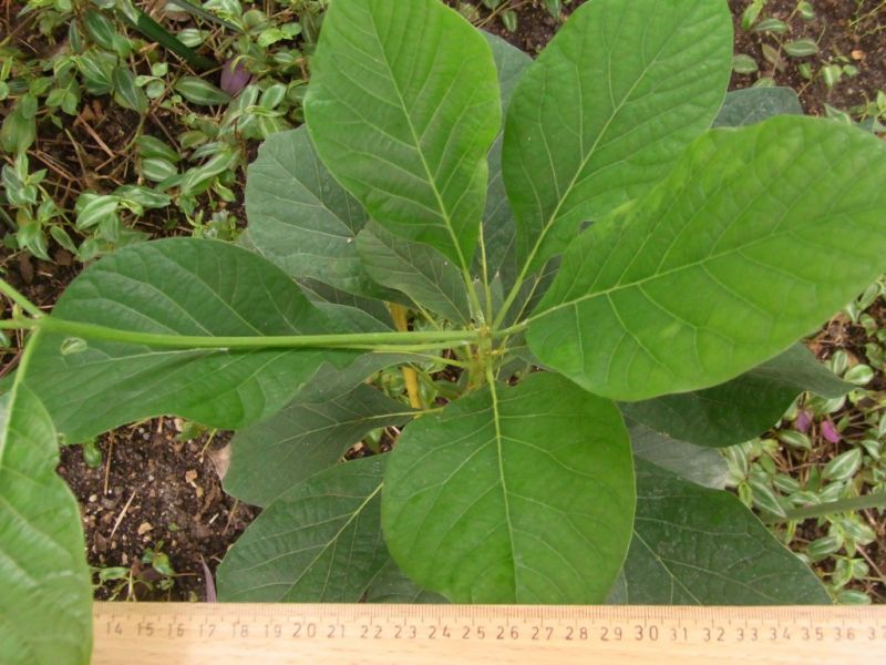 Datei:Avocado, junge Pflanze.JPG